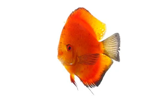 Orange discus Stock-Fotos