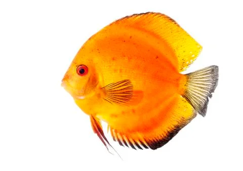 Orange discus Stock Photos