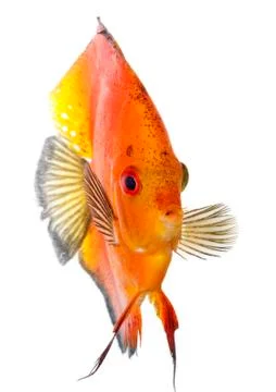 Orange discus Stock Photos