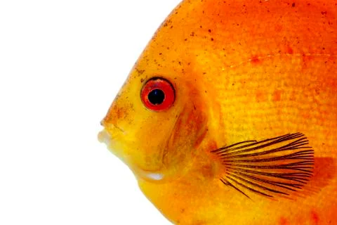 Orange discus Stock Photos