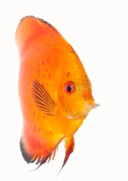 Orange discus Stock Photos