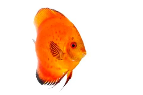 Orange discus Stock Photos