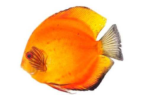 Orange discus Stock-Fotos