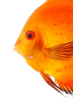 Orange discus Stock Photos