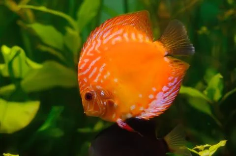 Orange discus Foto stock