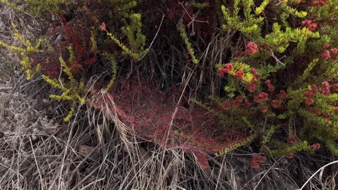 Orange dodder vines tangled over a chaparral shrub Video stock 347257610