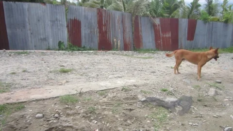 An orange dog Stock-Footage 194958891