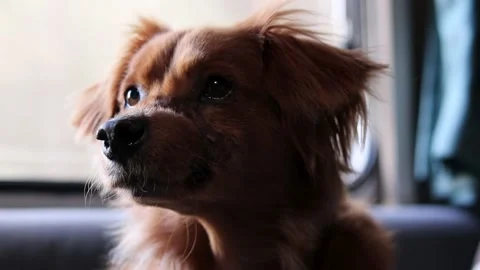 Orange dog staring  contrast Stock Footage 231869631