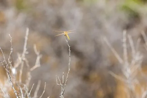 Orange dotted dragonfly perched on a thin stick Stock Photos