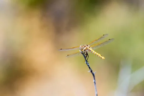 Orange dotted dragonfly perched on a thin stick Stock Photos