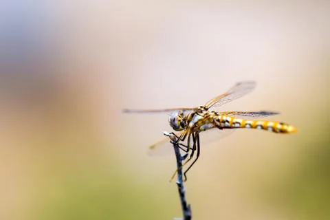 Orange dotted dragonfly perched on a thin stick Stock Photos
