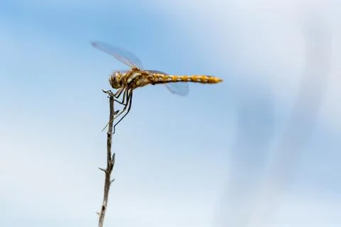 Orange dotted dragonfly perched on a thin stick Stock Photos