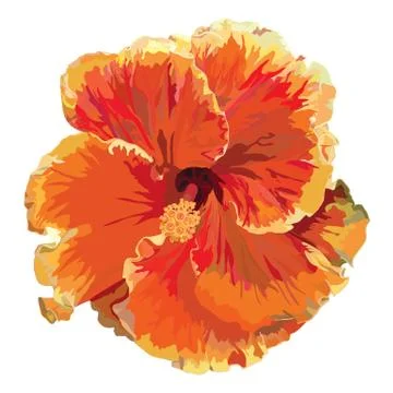 Orange double hibiscus Stock Illustration