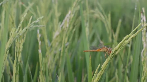 Orange Dragonfly Stock Footage 62368192