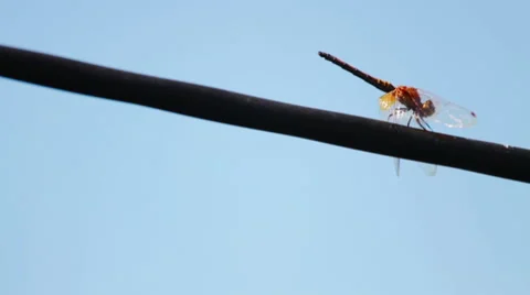  orange dragonfly  Stock Footage 62398892