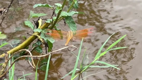 Orange Dragonfly Hovering Above Water in Chandaka Forest, Odisha Video stock 341716917