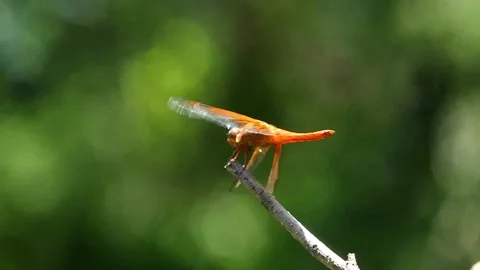 Orange dragonfly with missing legs uses one leg to rub his eye repeatedly Видео 159107025