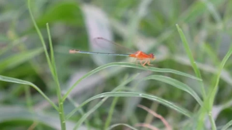 Orange dragonfly perched Stock Footage 320000687