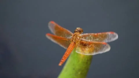 Orange Dragonfly Perched on Green Stem - Close-up Macro Wildlife Stock Footage 345230882