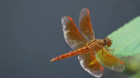 Orange Dragonfly Perched on Green Stem Stock Footage 345230891