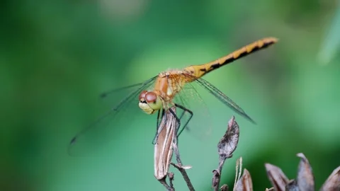 Orange Dragonfly Perched in Summer Breeze Macro Video Vidéo 340035474
