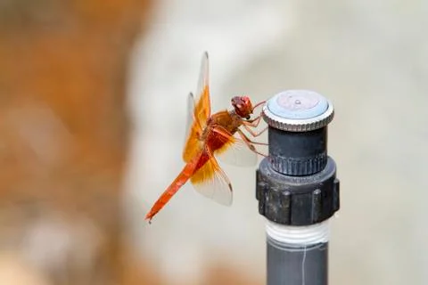 Orange Dragonfly Stock Photos