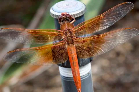Orange Dragonfly Stock Photos