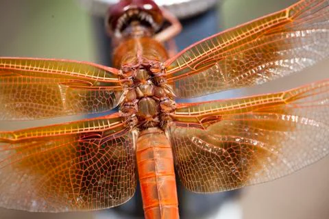 Orange Dragonfly Stock Photos
