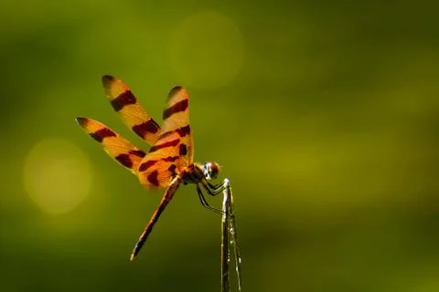 Orange dragonfly 库存照片