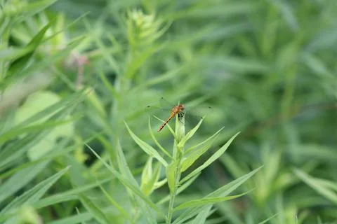 Orange Dragonfly 库存照片