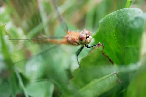 Orange Dragonfly with Raindrops on Head Macro Nature Stock Photos