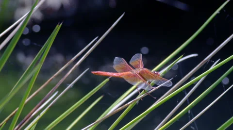 Orange Dragonfly on Reeds Stock Footage 35282663