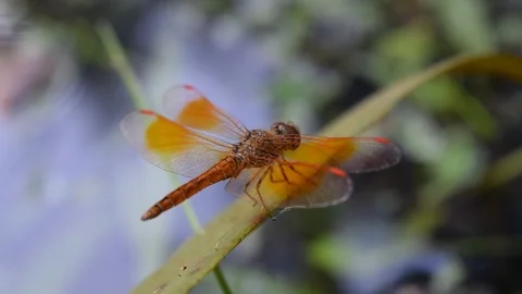 Orange dragonfly resting on habitat Stock Footage 90239088