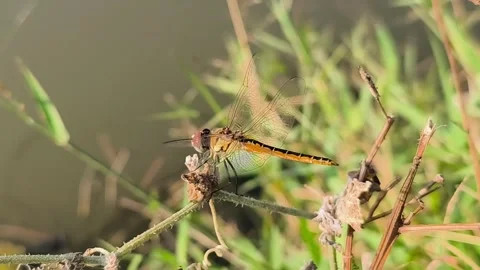 Orange Dragonfly Resting on Twig Stock Footage 341551870