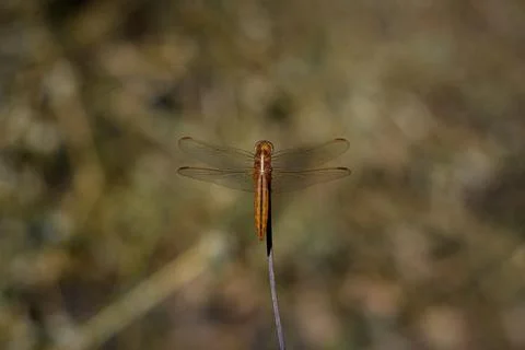 Orange Dragonfly Sitting On Stick, close up Stock Photos