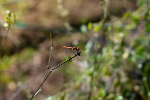 Orange Dragonfly Sitting On Stick, close up Stock Photos