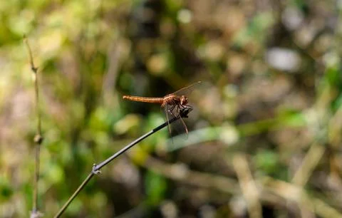 Orange Dragonfly Sitting On Stick, close up Stock Photos