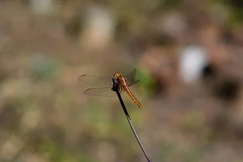 Orange Dragonfly Sitting On Stick, close up Stock Photos