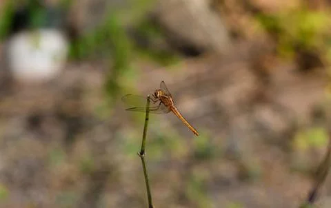 Orange Dragonfly Sitting On Stick, close up Stock Photos