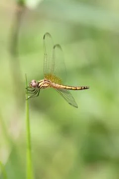 Orange dragonfly on top grass. Stock Photos