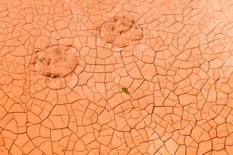 Orange drought soil pattern with cat steps - no water Stock Photos
