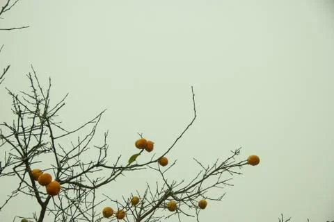 An orange dry tree Stock Photos