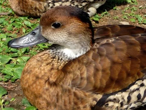 Orange duck Stock Photos