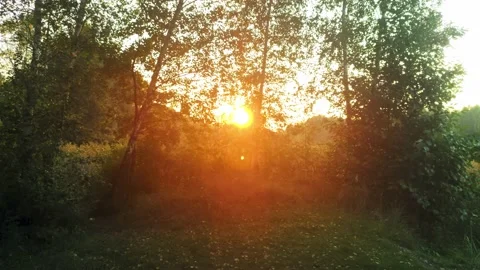 Orange dusk sunset in the birches forest on the side of the lake. Video stock 161022648