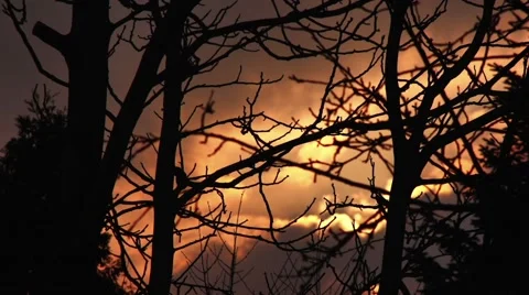 Orange dusk through the branches Stock Footage 63812322