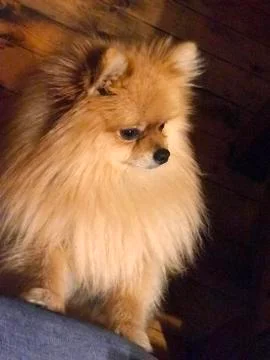 Orange dwarf spitz dog Stock Photos