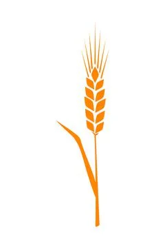 Orange ears of wheat. Vector illustration on white isolated background Stock Illustration