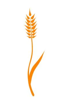 Orange ears of wheat. Vector illustration on white isolated background Stock Illustration
