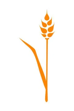 Orange ears of wheat. Vector illustration on white isolated background イラスト素材