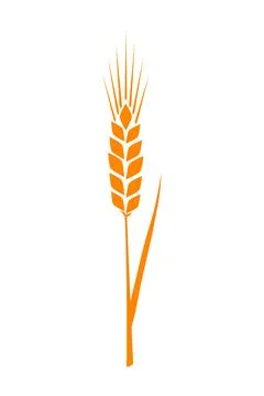 Orange ears of wheat. Vector illustration on white isolated background Stock Illustration